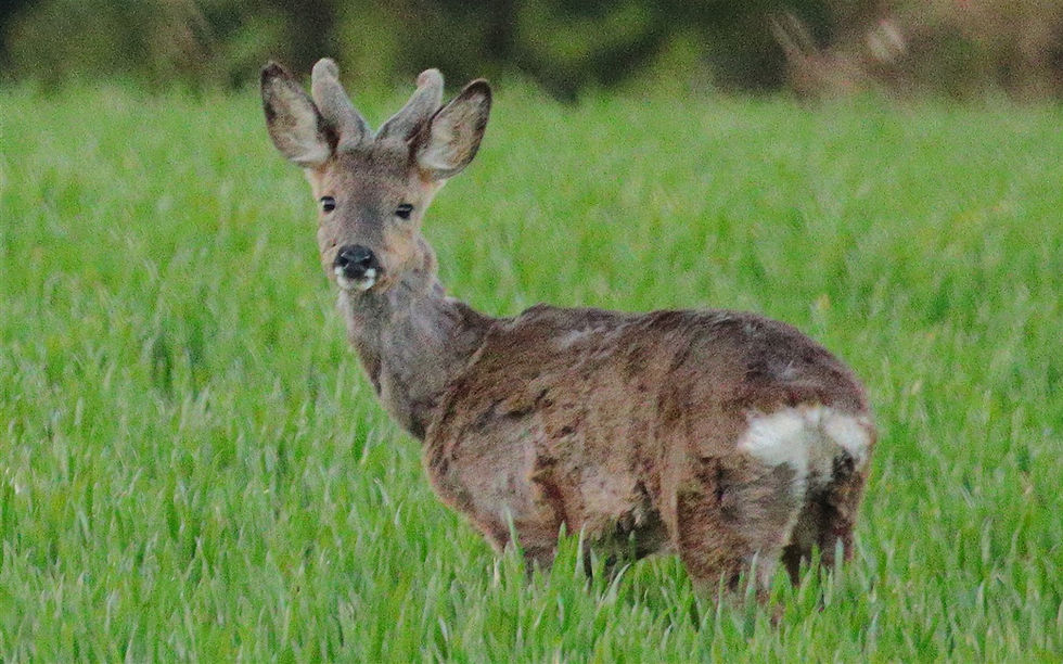 Juvenile Male Roe Deer 2nd A[pril 2026 Chawton Hampshire