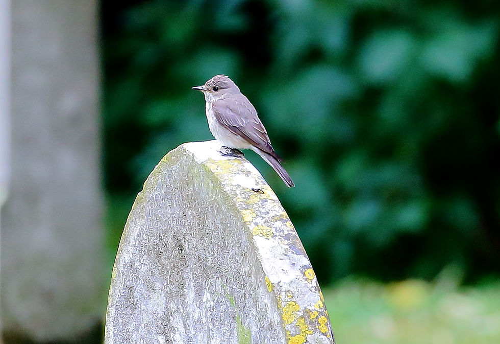 July 2018 Chawton Hampshire