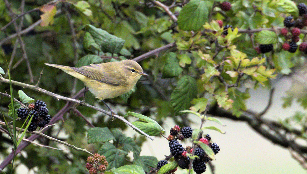 Willow Warbler 21st August 2024 Chawton Hampshire