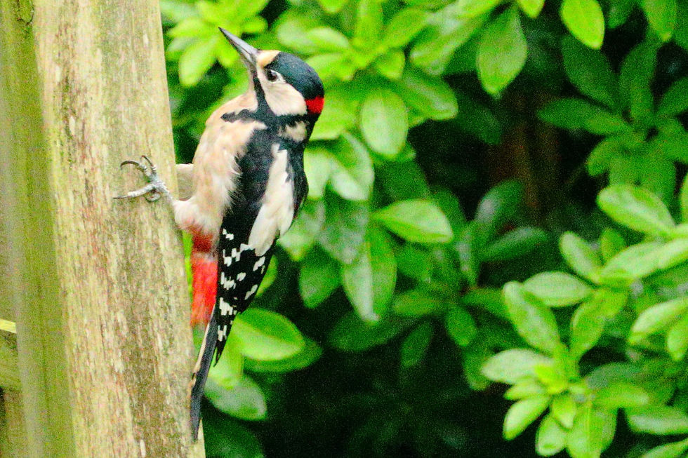 Great Spotted Woodpecker 22nd September 2024 Chawton Hampshire