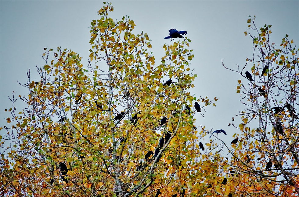 Carrion Crow & Jackdaw Roost