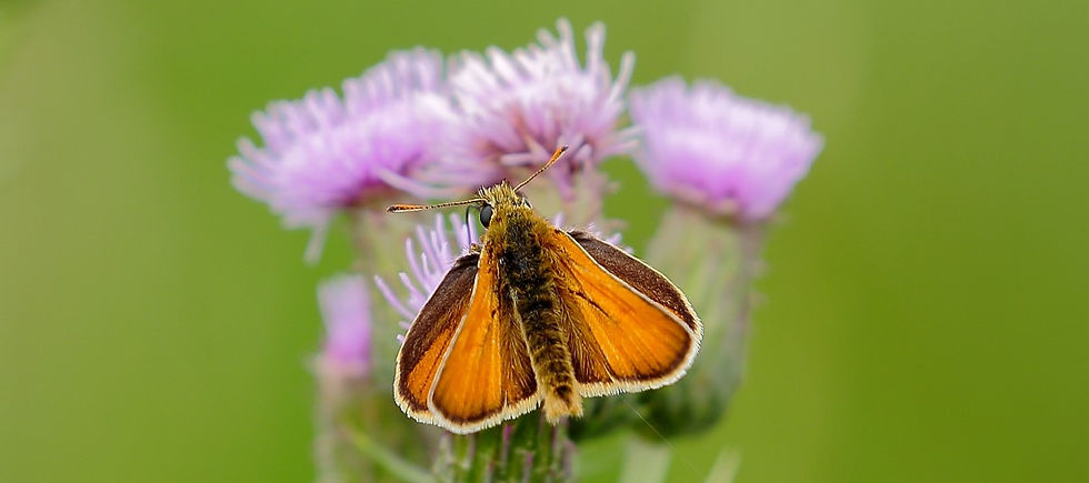Small Skipper July 14th Chawton