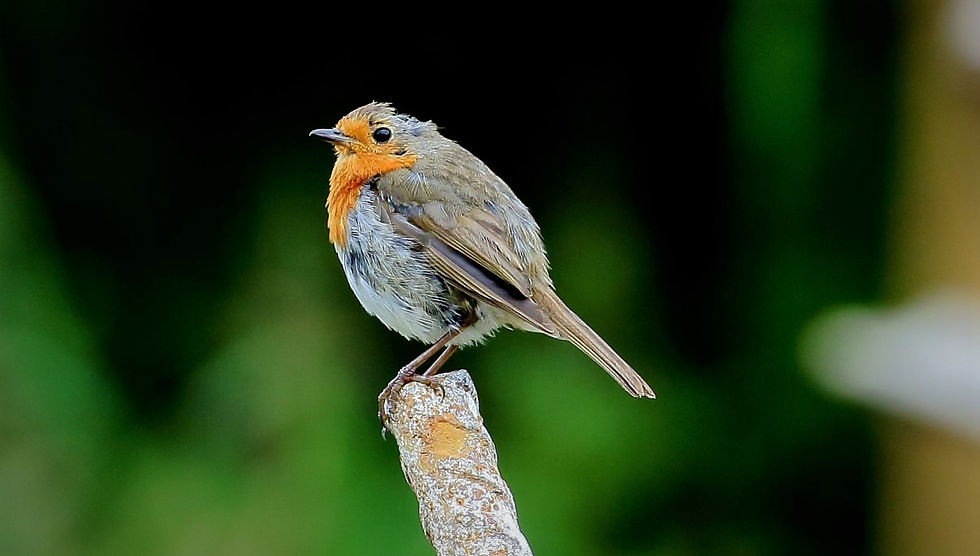 Juvenile Robin July 7th Chawton