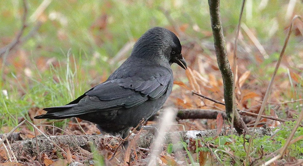 Jackdaw 22nd January 2024 Chawton Hampshire