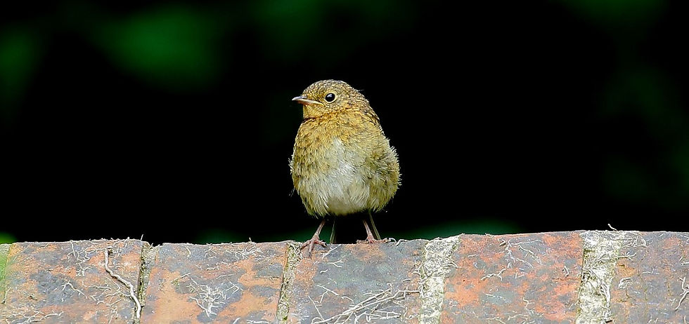 Juvenile Robin July 12th Chawton
