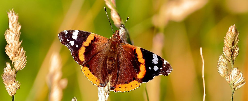 Red Admiral July 14th Chawton