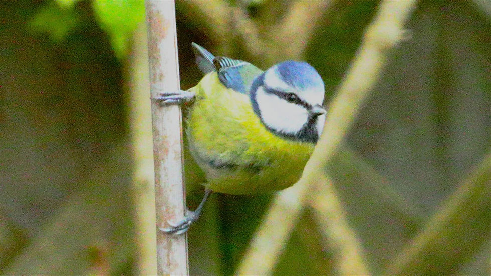 Blue Tit 20th January 2026 Chawton Hampshire
