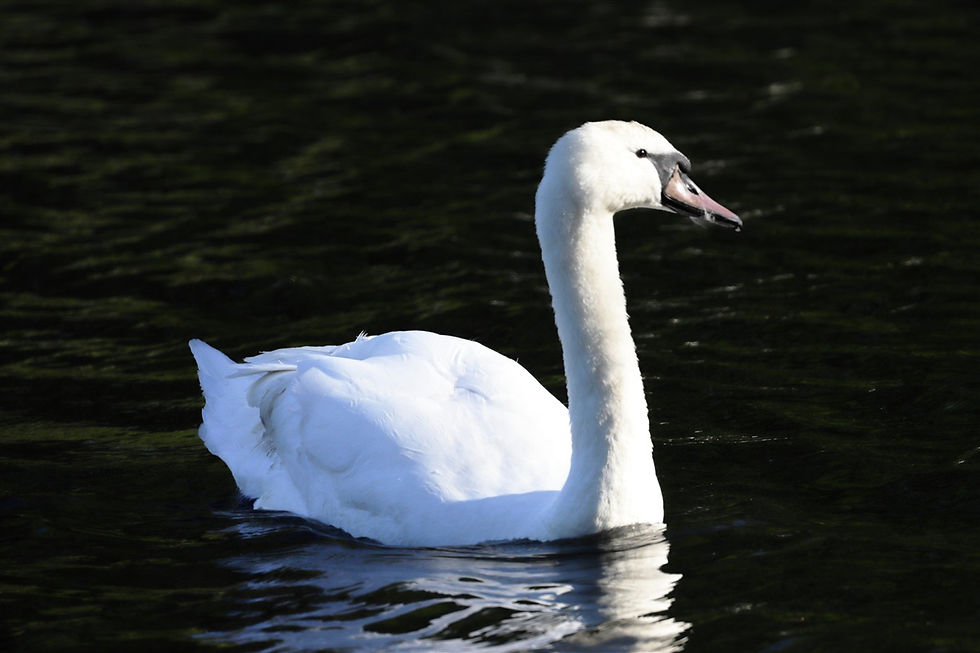 Mute Swan 23rd April 2026 Alton Hampshire
