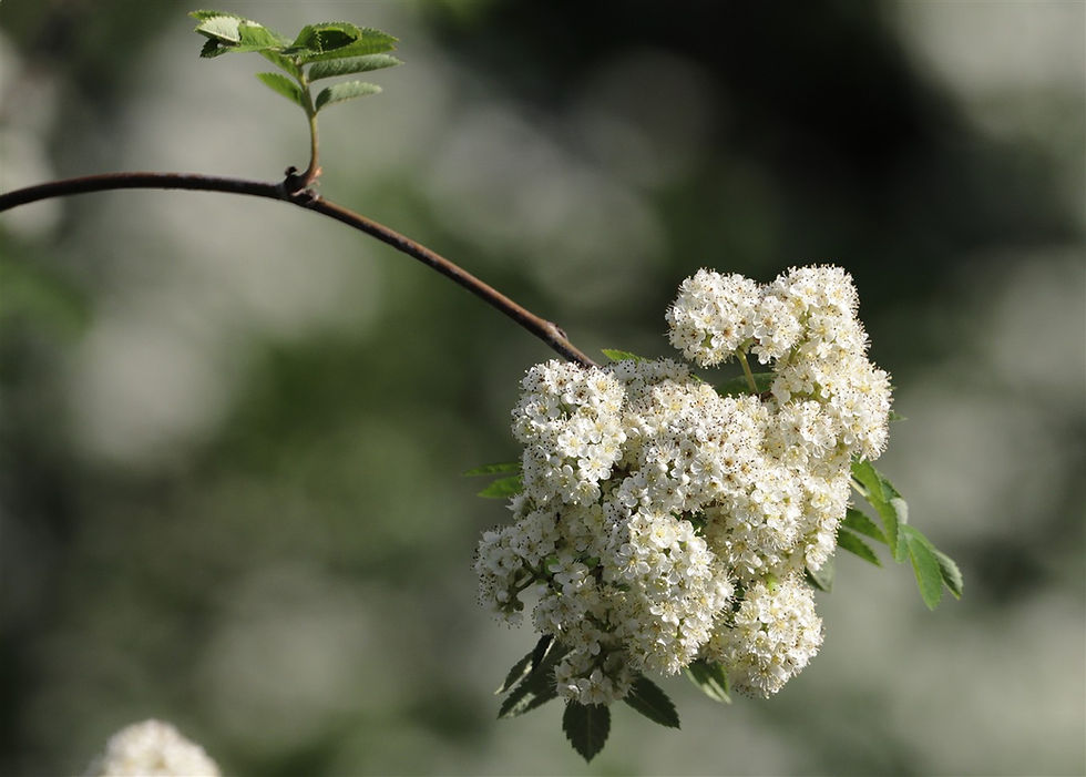Mountain Ash Tree in Flower 3rd May 2026 Chawton Hampshire