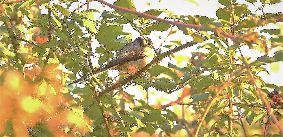 Long Tailed Tit 14th September 2022 Kingsley Hampshire