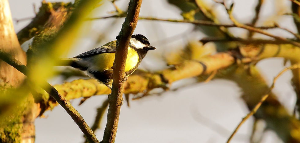 Great Tit 27th January 2022 Isington