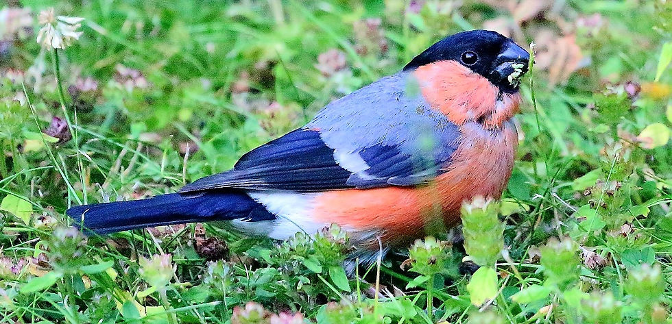 Male Bulfinch 18th July 2022 Chawton Hampshire
