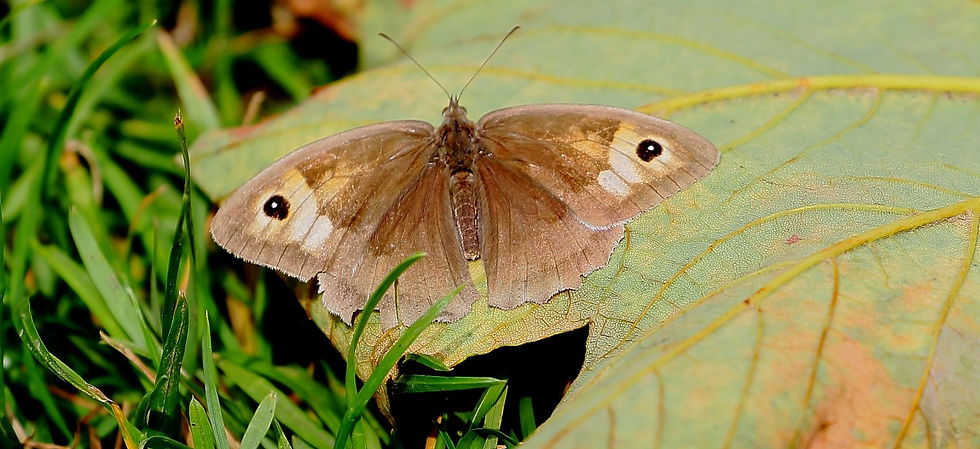 Meadow Brown August 11th Chawton