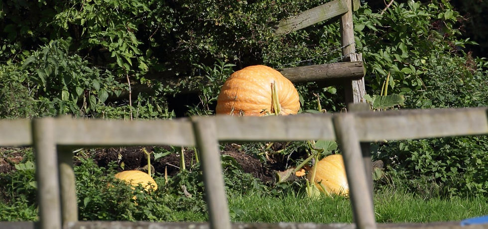 Chawton Views 8th October