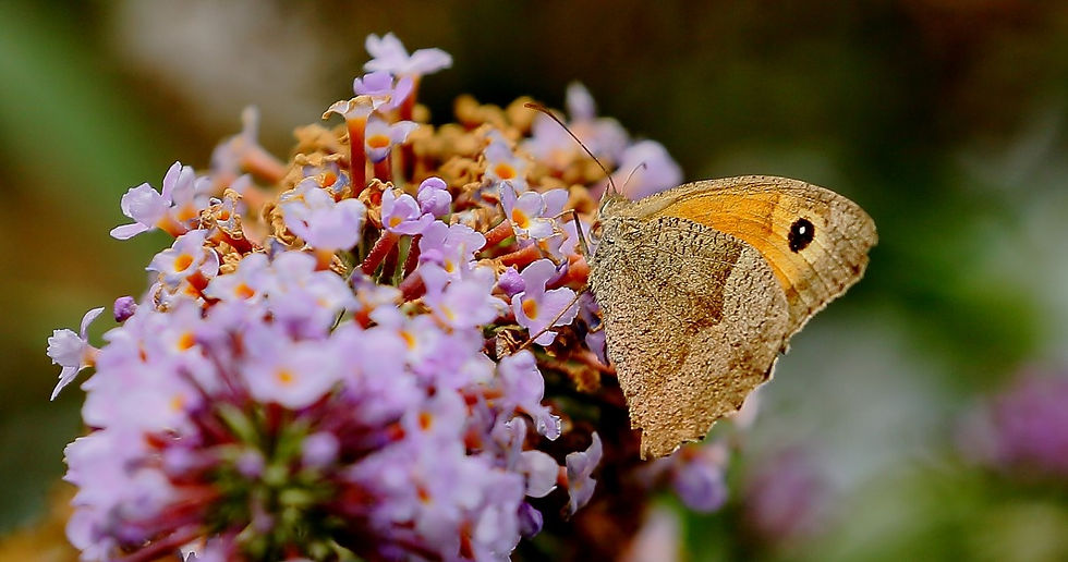 Meadow Brown 1st September Chawton