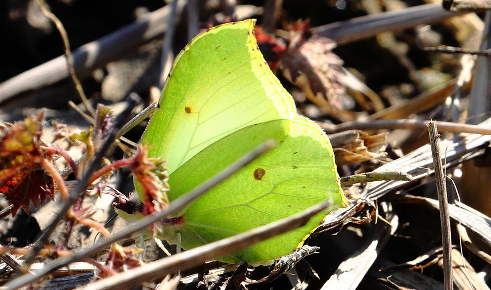 Brimstone Butterfly 20th March 2025 Isington Hampshire
