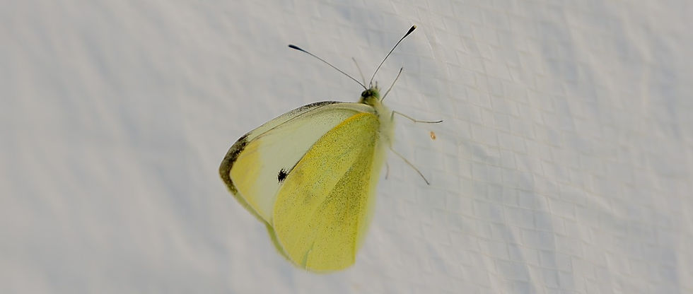 Large White Butterfly 23rd June 2020 Selborne Hampshire