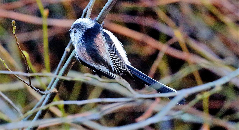 Long-Tailed Tit 19th January 2022 Chawton Hampshire