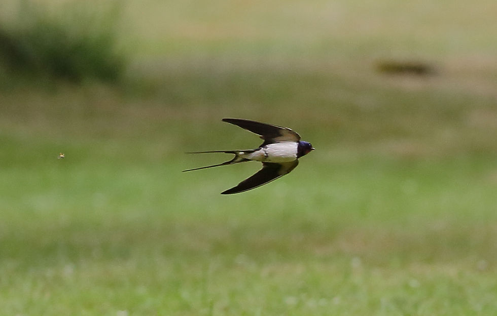 May 2018 Binsted Hampshire