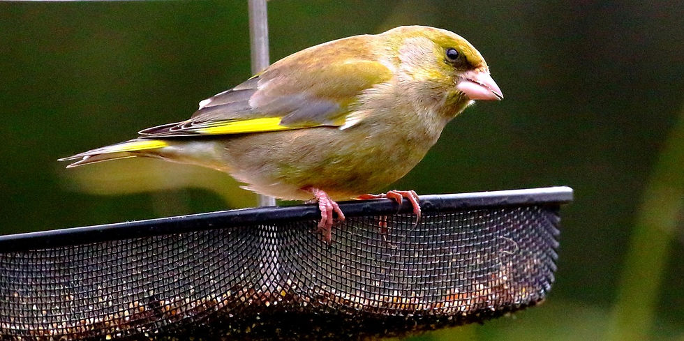 Greenfinch 5th March 2022 Chawton Hampshire