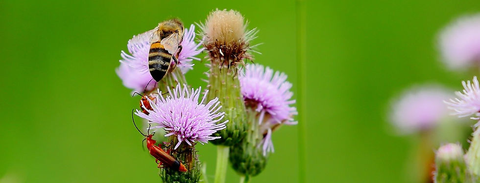 Honey Bee August 7th Isington