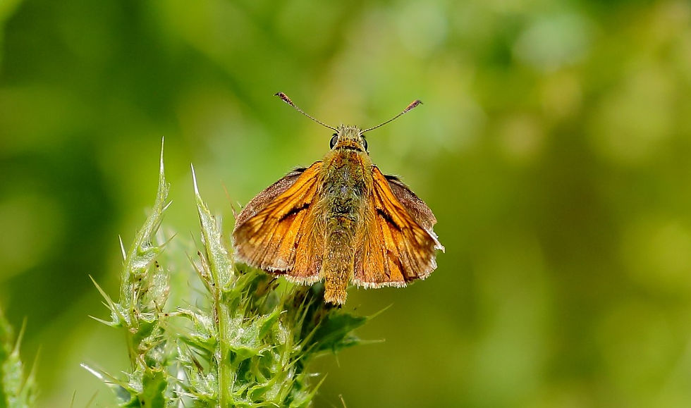 Small Skipper July 3rd Chawton