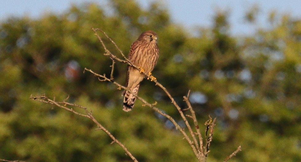 Kestrel 27th June 2024 Chawton Hampshire