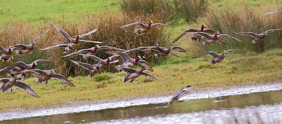 Common Pochards 8th February 2022 Isington