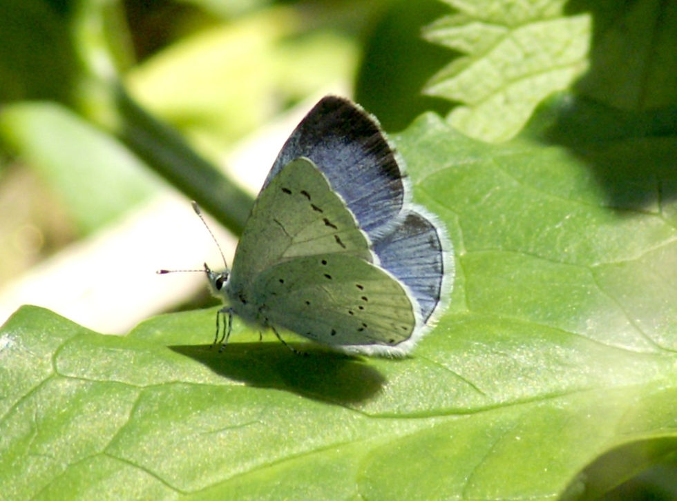Holly Blue 14th June East Meon