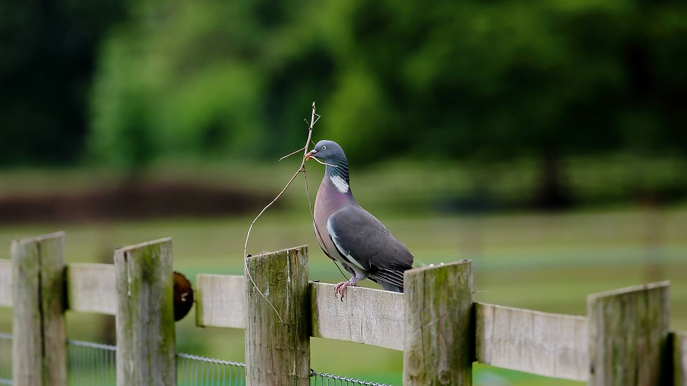 Wood Pigeon Chawton June 5th Hants