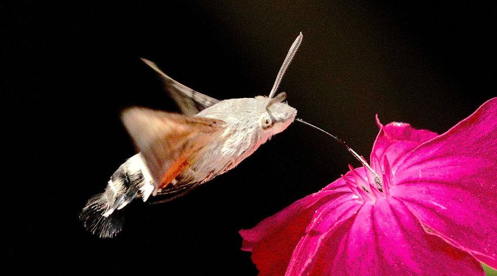Hummingbird Hawk Moth 15th June 2025 Chawton Hampshire