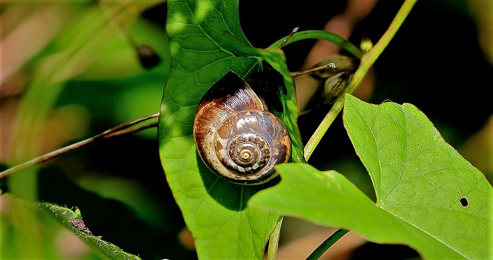 Garden Snail 23rd August Chawon