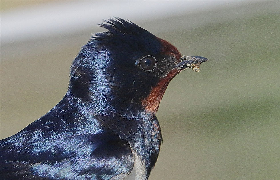 Swallow 27th May 2026 Chawton Hampshire