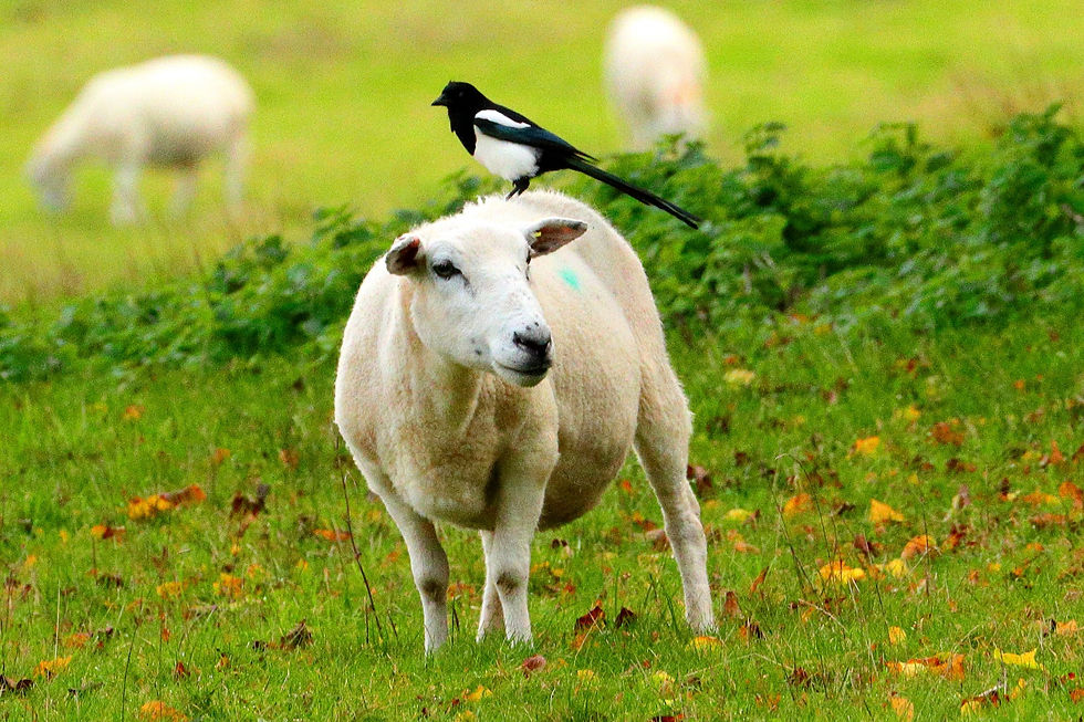 Magpie Riding on a Sheep 20th October 2024 Chawton Hampshire