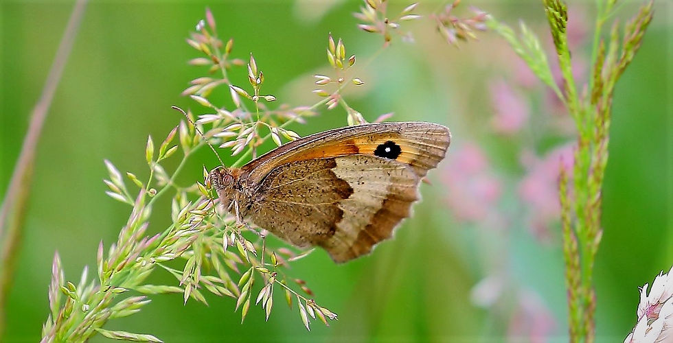 Meadow Brown July 5th Chawton