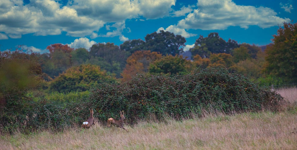 Roe Deer 17th October 2020 Chawton Hampshire