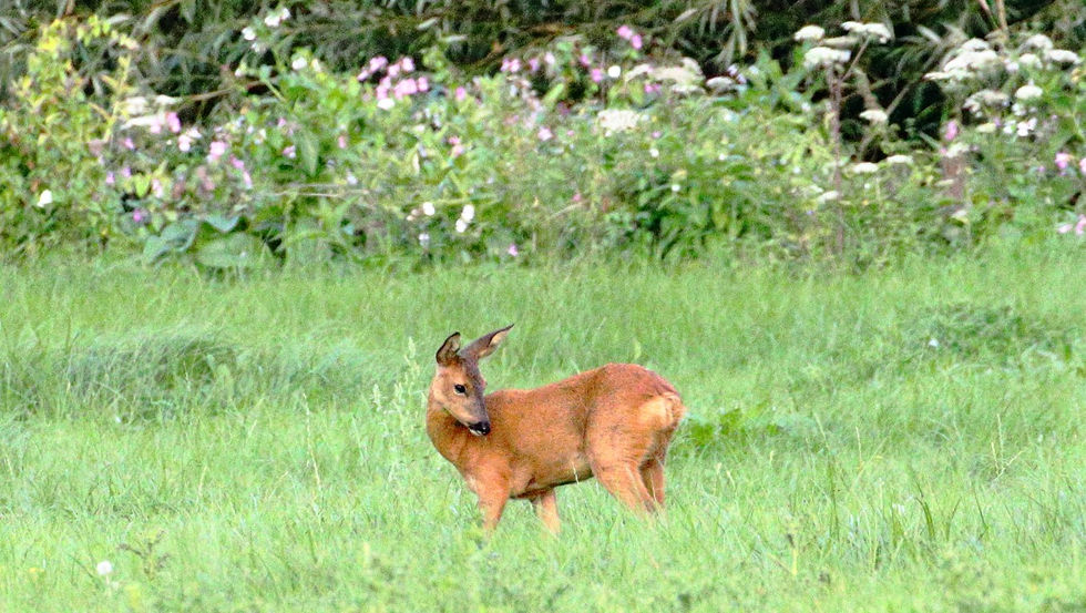Female Roe Deer 21st August 2025 Isington Hampshire