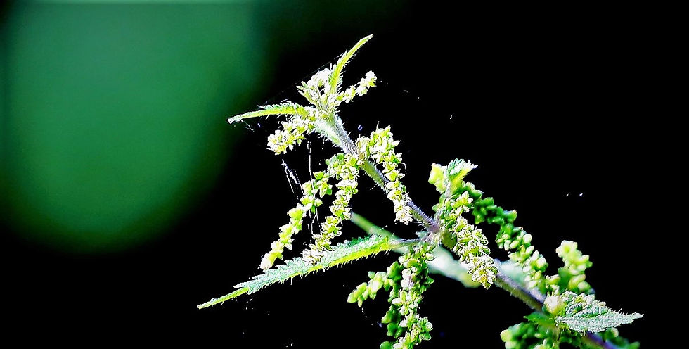 Stinging Nettle 23rd August Chawton