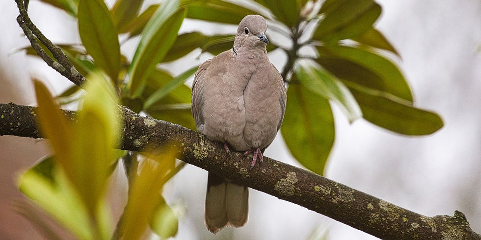 Collard Dove 4th February 2022 Chawton