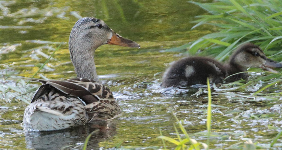 Female Mallard with young 24th April 2026 Chawton Hampshire