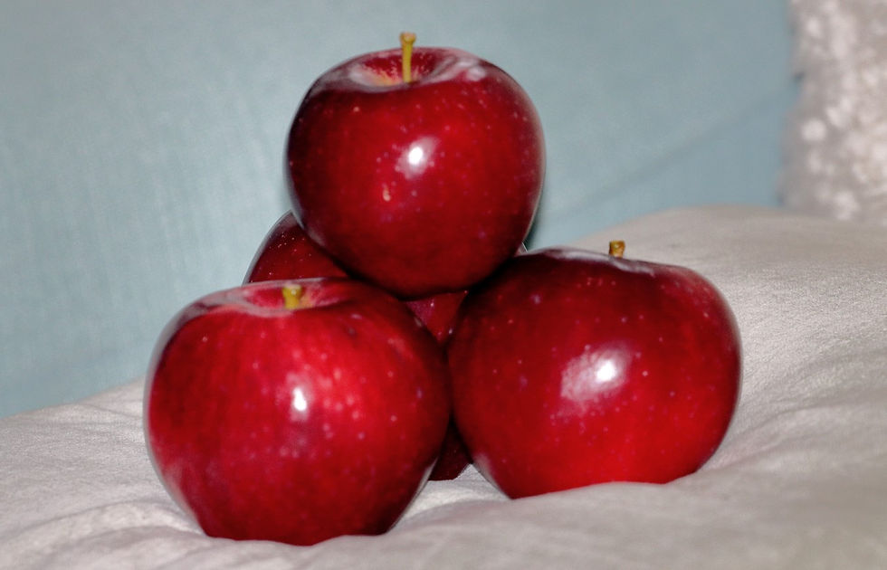 Chawton Apples 23rd October 2025 Chawton Hampshire