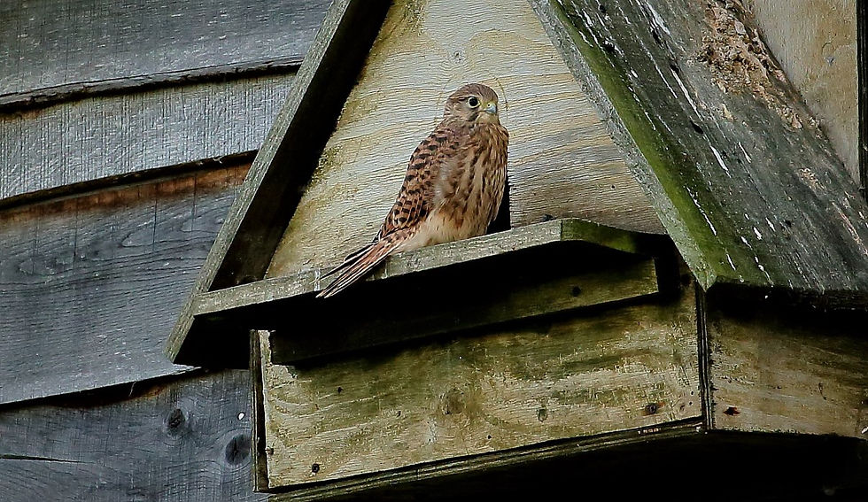 Juvenile Kestrel July 4th Chawton