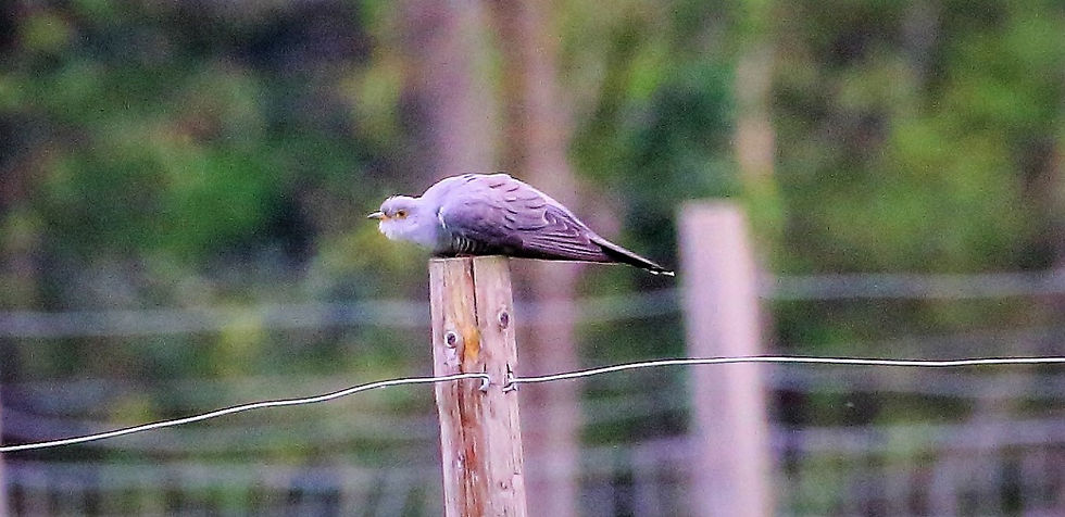 Male Cuckoo 3rd May 2022 Kingsley Hampshire