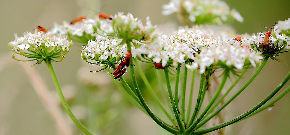 Common Red Soldier Beetles July 7th