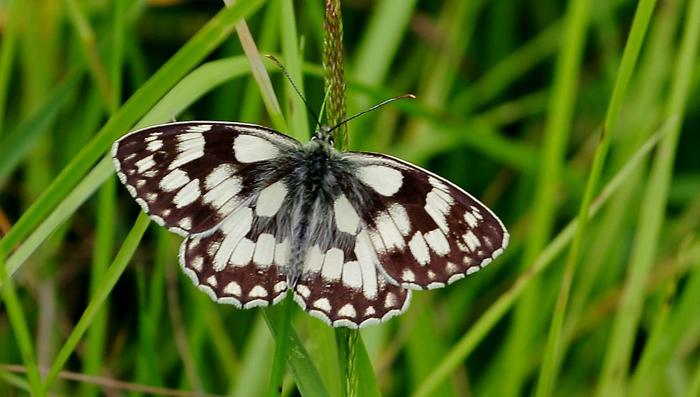 Marbled White July 3rd Chawton