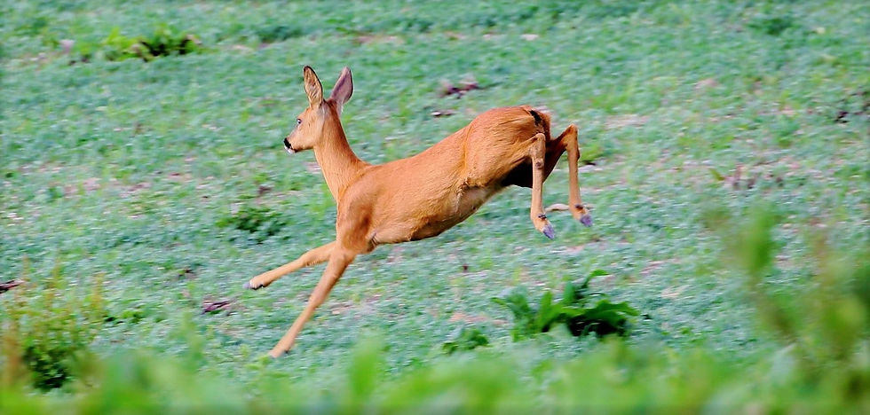 Roe Deer 17th July 2020 Isington Hampshire