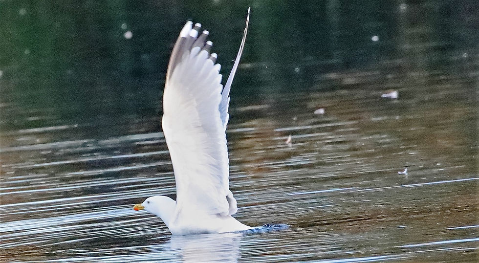 Herring Gull 13th February 2023 Alton Hampshire