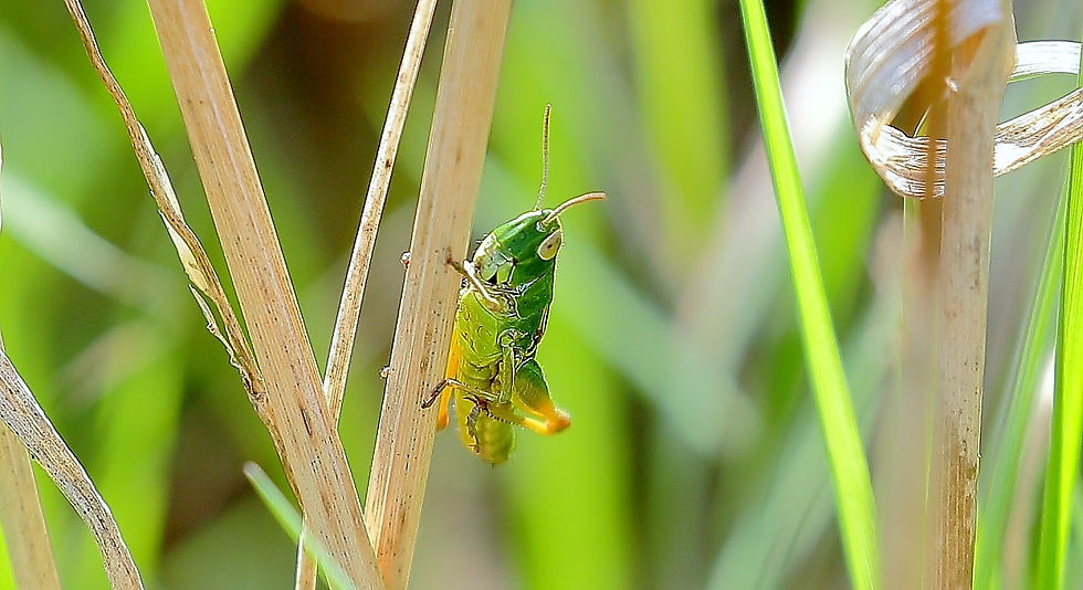 Meadow Grasshopper August 26th