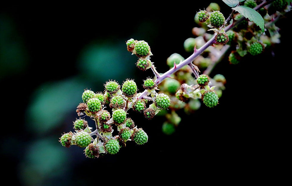 Bramble Blackberries August 5th