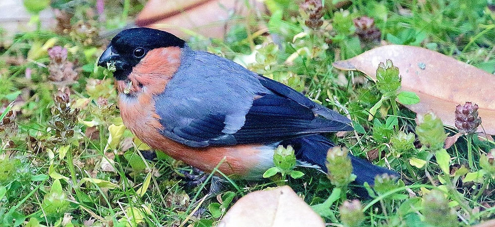 Male Bulfinch 18th July 2022 Chawton Hampshire